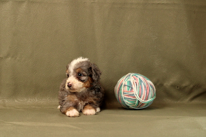 puppy, for, sale, Mini Bernedoodle F2, Matthew B. Stoltzfus, dog, breeder, Gap, PA, dog-breeder, puppy-for-sale, forsale, nearby, find, puppyfind, locator, puppylocator, aca